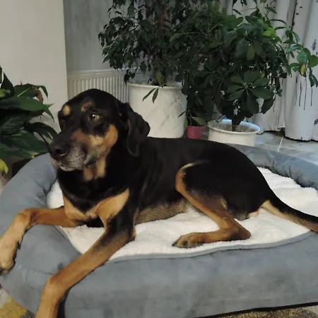 Pensjonat Rudolf Vendeghaz